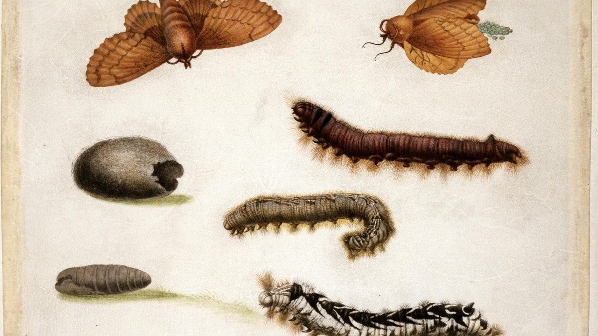 A Watercolour and bodycolour of insects from about 1670–1679