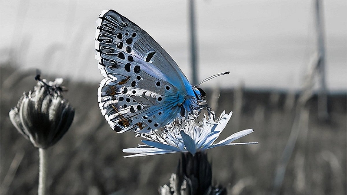 butterfly