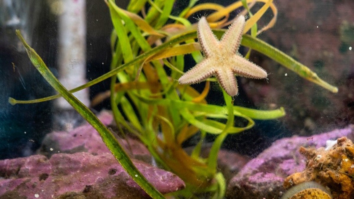 A starfish in a water tank with algae in background