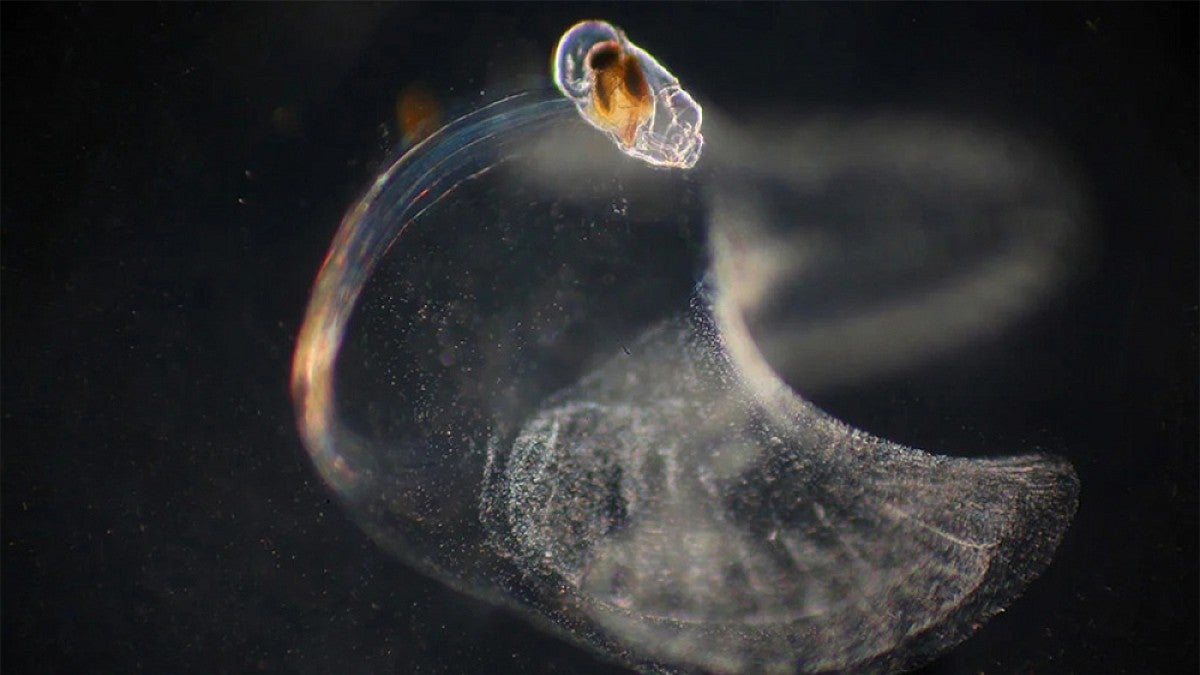 A tiny filter-feeding sea creature encased in a gelatinous structure known as a “mucus house” or “snot palace.