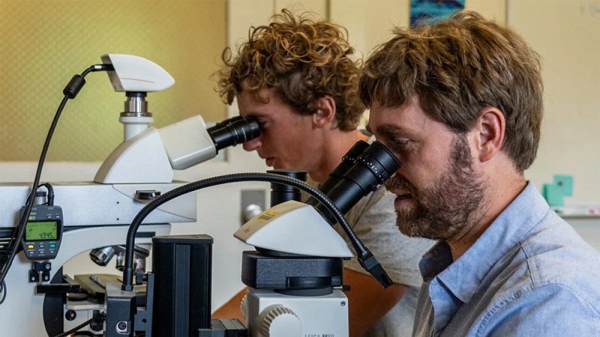 Researchers looking at samples through microscopes 