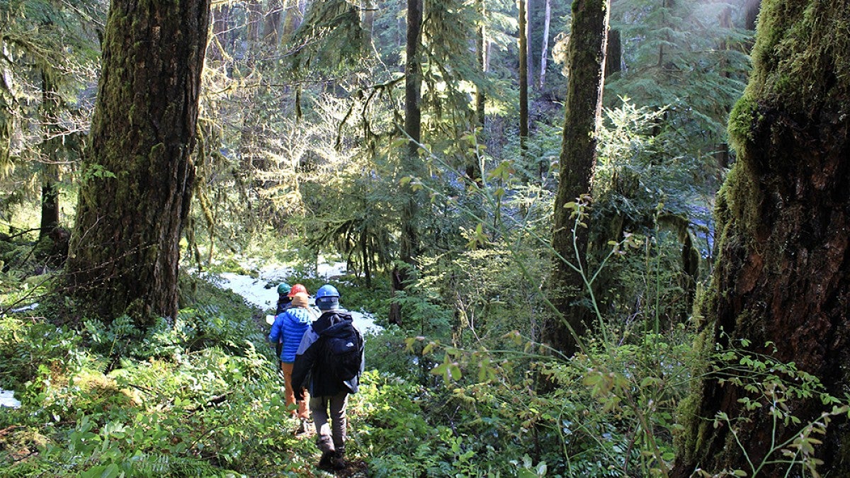 A group of people hiking in a forest