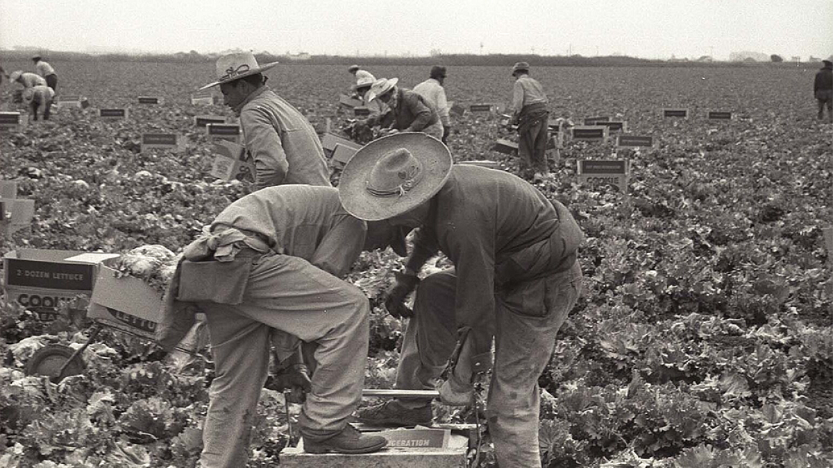 Old photo of migrant workers working in a field