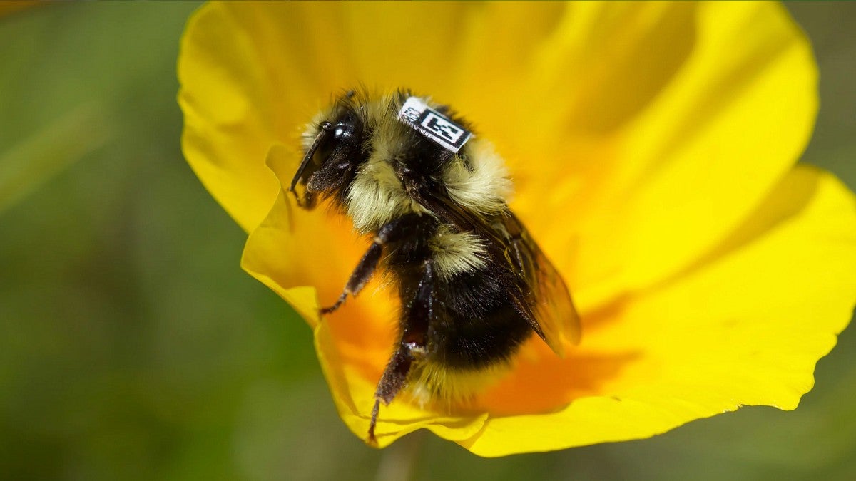 a bee with a qr code