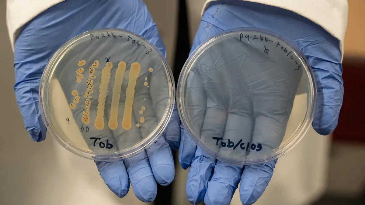 chlorate antibiotic treatment comparison