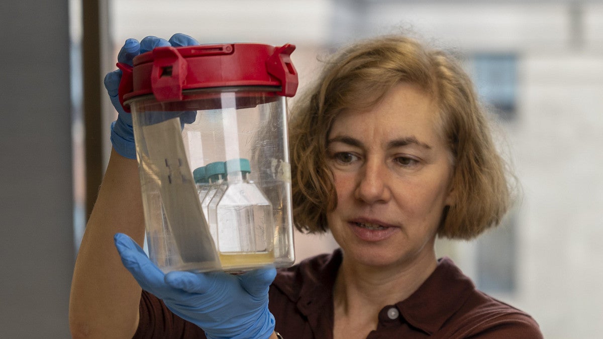 Karen Guillemin and Raghu Parthasarathy looking at Vibrio cholerae bacteria
