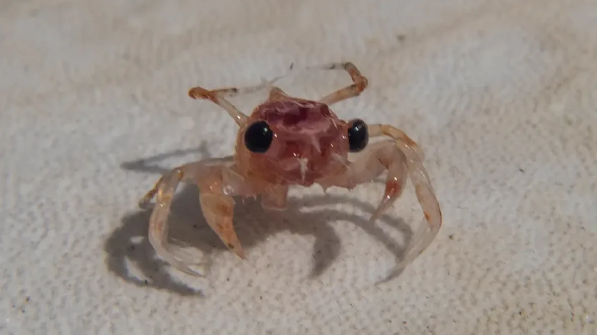 UO professor predicts crab seasons years ahead using a simple trap