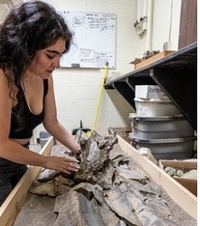 A researcher in the lab working on a fossilized whale skeleton