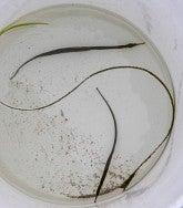 Two pipefish in a bucket of water with some eel grass