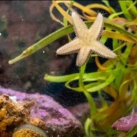 An aquarium containing a starfish, a pipefish and other marine life