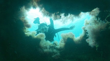 A person scuba diving