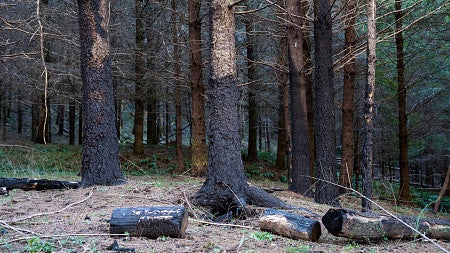 standing timber with burn scars on edge of grove